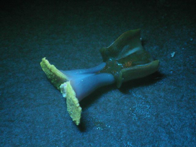 Operation Deep Scope Expedition 2004 Picture