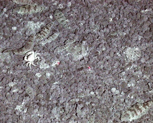 Ring of Fire 2006 Expedition Picture
