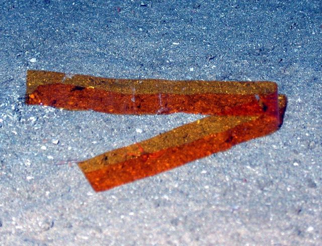 Marine debris - discarded film on the seafloor at Flower Garden Banks area. Picture