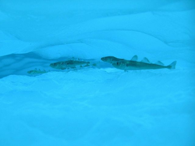 Under-ice cod. Picture