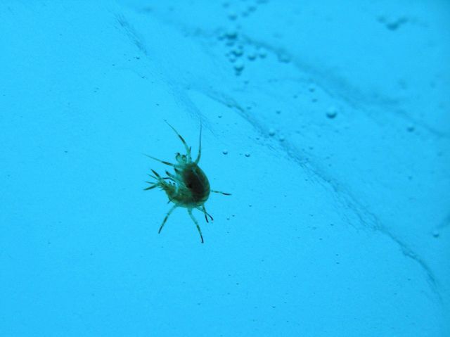 A solitary amphipod seen under the ice. Picture