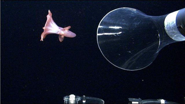 Capturing the finned (or cirrate) octopod Cirroteuthis muelleri Picture