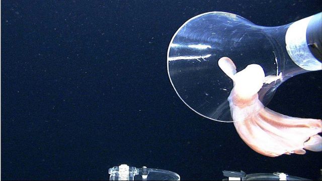 Capturing the finned (or cirrate) octopod Cirroteuthis muelleri Picture