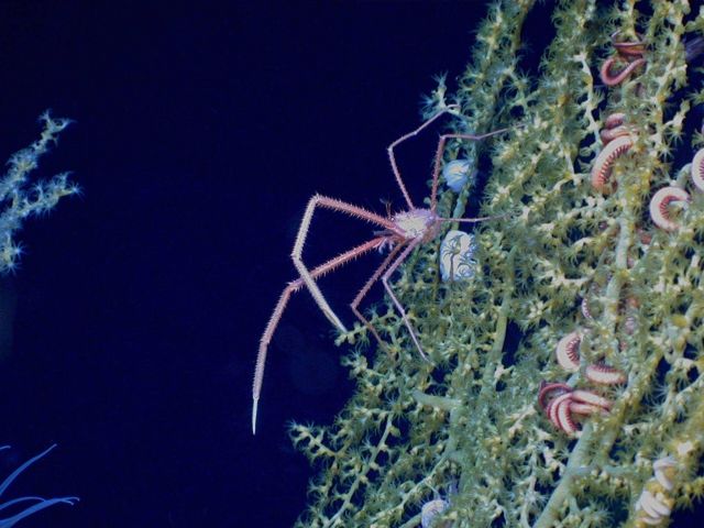 Operation Deep Slope 2007 Picture