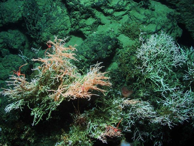 Operation Deep Slope 2007 Picture