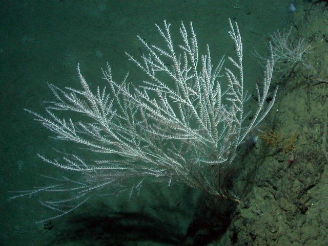 Operation Deep Slope 2007 Picture