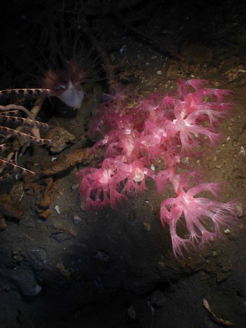 Operation Deep Slope 2007 Picture