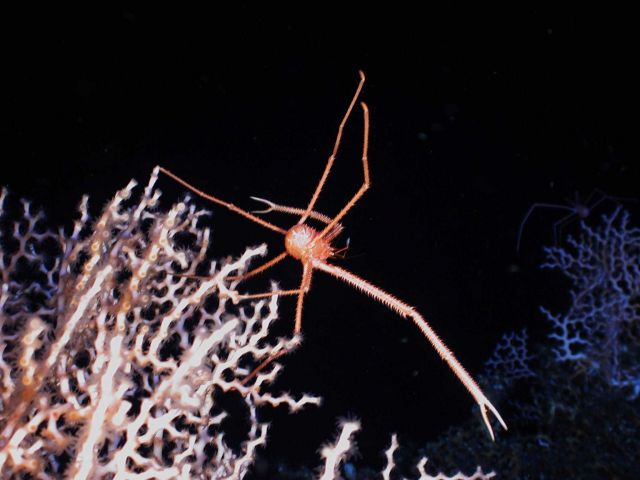 Operation Deep Slope 2007 Picture