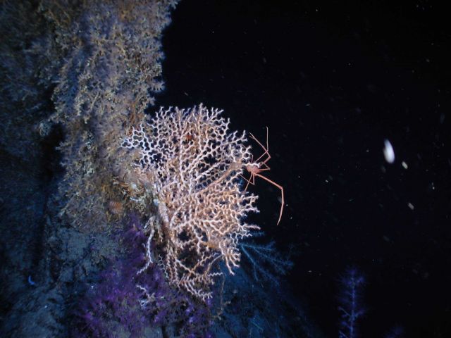 Operation Deep Slope 2007 Picture