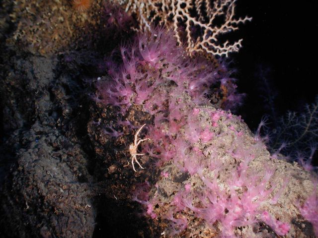 Operation Deep Slope 2007 Picture