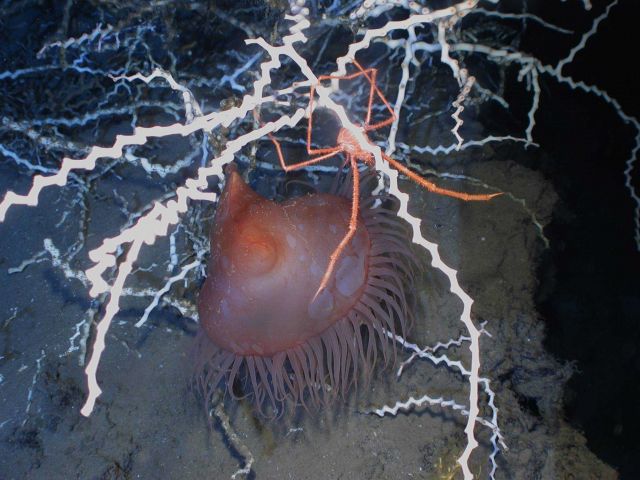 Operation Deep Slope 2007 Picture