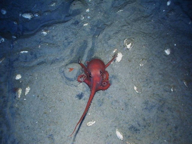 Operation Deep Slope 2007 Picture