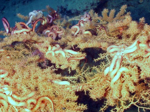 Operation Deep Slope 2007 Picture