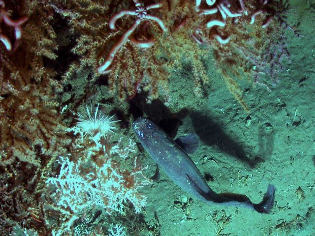 Operation Deep Slope 2007 Picture