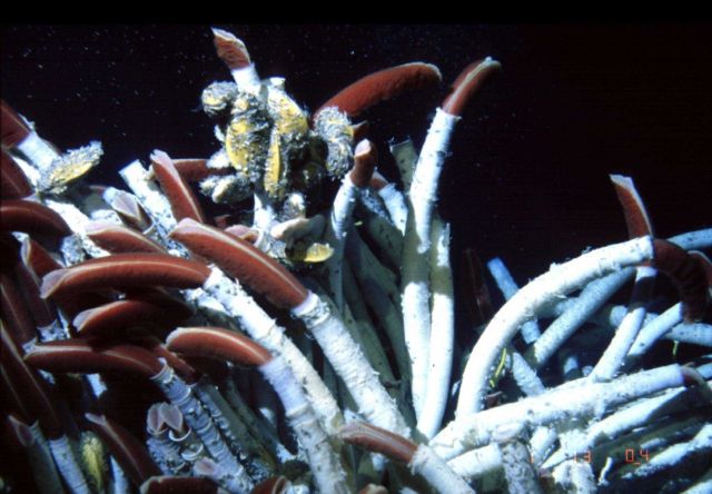 Giant tube worms, Riftia pachyptila, from hydrothermal vents at the East Pacific Rise. Picture
