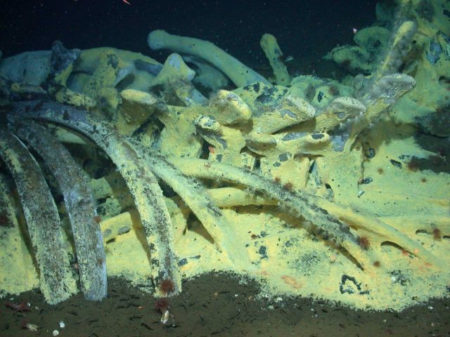 Chemoautotrophic whale-fall community, including bacteria mats, vesycomyid clams in the sediments, galatheid crabs, polynoids, and a variety of other  Picture