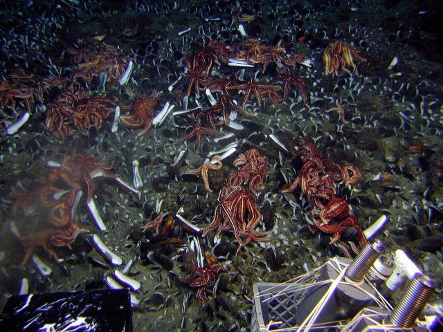 Starfish graze on an extensive bed of mussels on the outer flanks of a volcanic cone. Picture