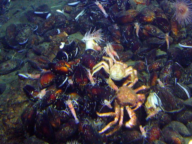 Enormous numbers of crabs were seen in the Mussel Ridge vent area often fighting over their next meal Picture