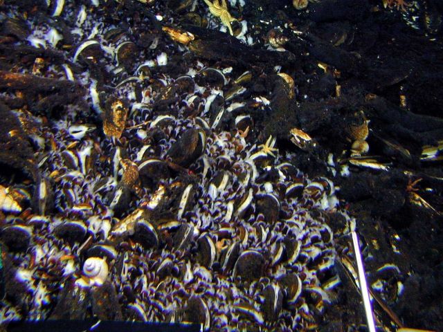 The mussels at Rumble V volcano are tightly packed together, no room to even put a toothpick between them. Picture