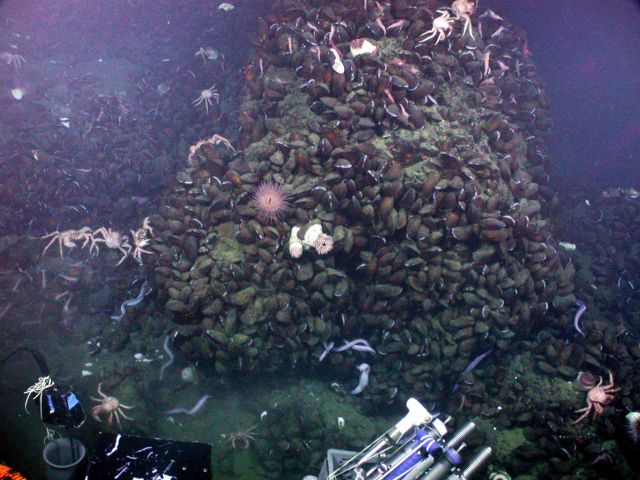 Extraordinary numbers of mussels are fighting for a piece of real estate on this rocky outcrop where warm hot-spring water discharges from the seafloo Picture