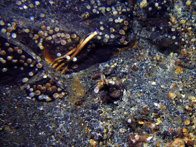 Tubeworms grow at the base of a rock outcrop that is covered with bivalves at Volcano W. Picture