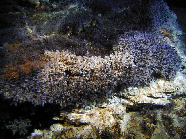 A colony of barnacles at a hydrothermal vent on Clark volcano at 880 meters depth Picture