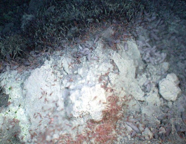 This species of pinkish vent shrimp has been known to science for only a few years now, but clearly it's well adapted to life in this extreme environm Picture