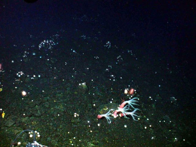 The darkness of the seabed at over 500 meters depth was sprinkled with small white sea urchins to create a vista that in the words of the submersible  Picture