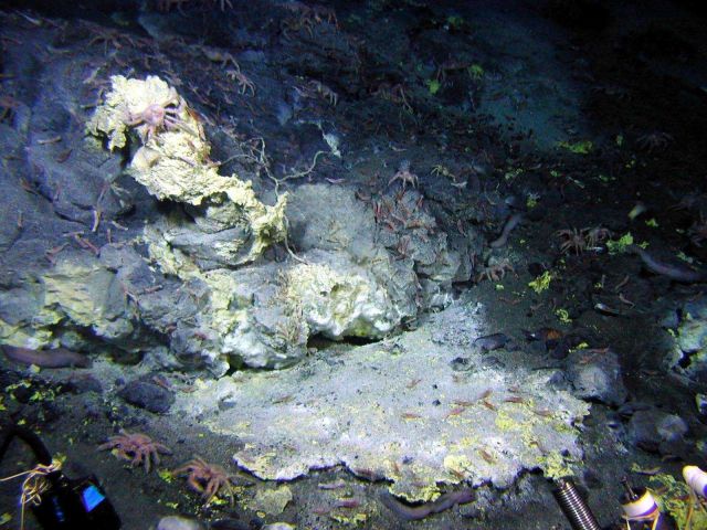 Sulfur (yellow) is associated with many of the vent sites at Mussel Ridge Picture