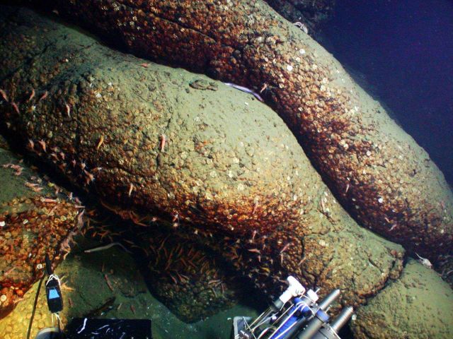 Spectacular tubes of lava covered in limpets wind their way down the slopes of this volcanic ridge Picture