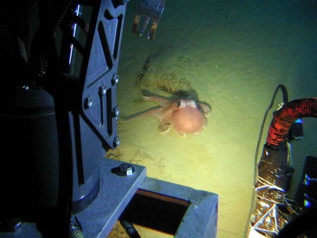 The submersible encounters a brightly colored octopus near a hydrothermal vent area at Monowai caldera at about a depth of 1050 meters. Picture
