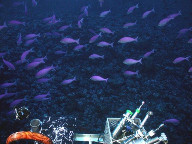 Large schools of mau mau fish call the summit of Giggenbach volcano home. Picture