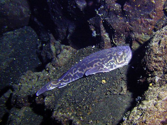 A fish called an armourhead stargazer rests on the seafloor of Rumble V volcano Picture
