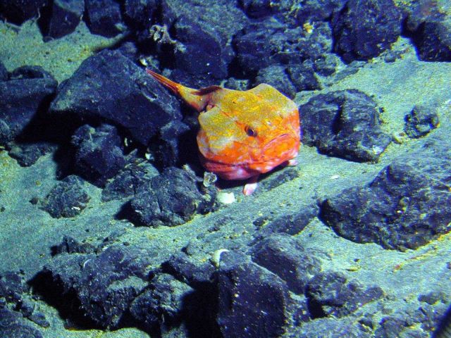 A brilliant orange coffinfish appears to scowl at PISCES V submersible as the sub invades its territory Picture
