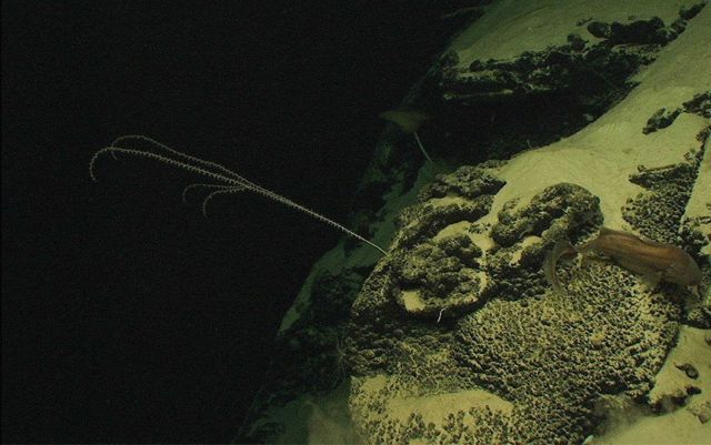Bamboo whip coral and a deep sea ophidioid fish at 1245 meters depth on the Bahama Escarpment. Picture