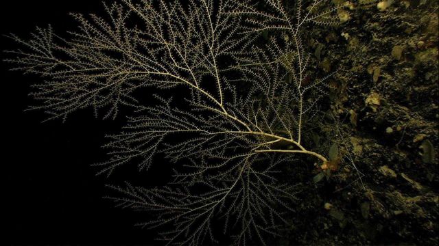 Large branching bamboo corals . Picture
