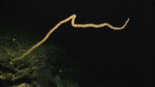 A whip-like colony of a bamboo coral extends more than 2 meters from the face of a ledge at 1700 meters depth. Picture