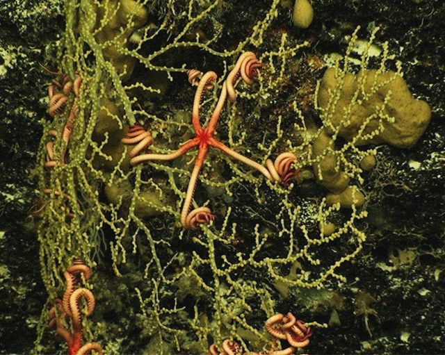 Several brittle stars have their arms wrapped around the branches of an octocorallian (Plexauridae) sea fan at 1120 meters depth in Exuma Sound. Picture
