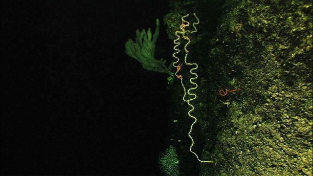 A spiraling bamboo coral grows upward off a vertical wall at 1500 meters depth; pink brittle stars can be seen on the colony and a large white sponge  Picture