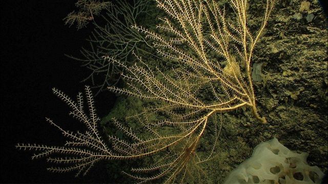 Large branching bamboo corals flank a delicate chrysogorgiid coral, Metallogorgia melanotrichos. Picture