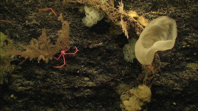 A red galatheid crab perches on a black coral at 1470 meters depth on the Bahama Escarpment Picture