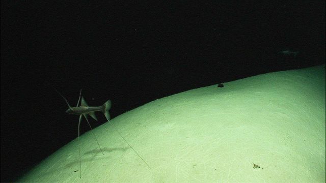 Two tripod fish sit facing the current at 1960 meters depth in the Northeast Providence Channel near Eleuthera Island. Picture