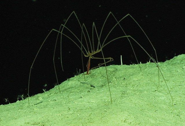 A sea spider creeps along the top of a ridge at 1960 meters depth in the Northeast Providence Channel near Eleuthera Island. Picture