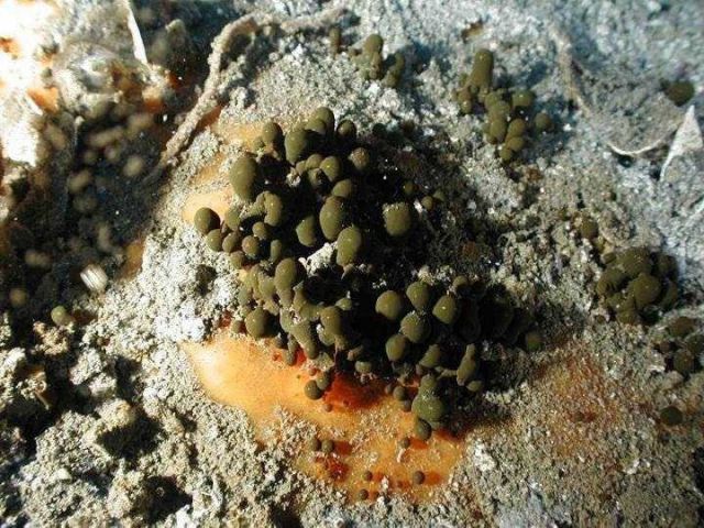Small naturally-occuring oil droplets that have seeped through the sediment. Picture