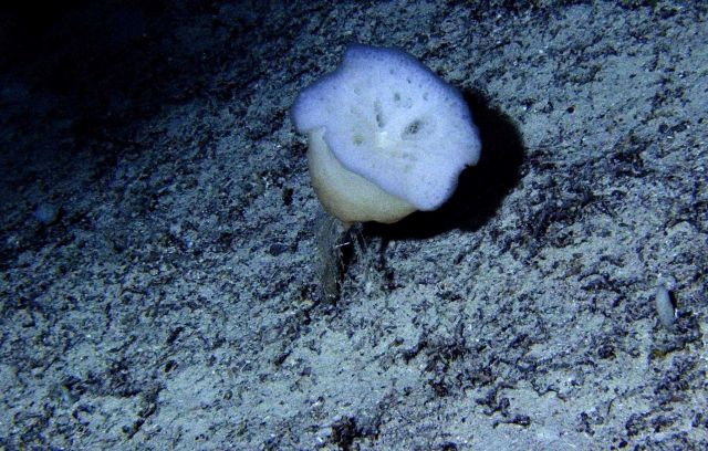 The cup sponge Hyalonema sp Picture