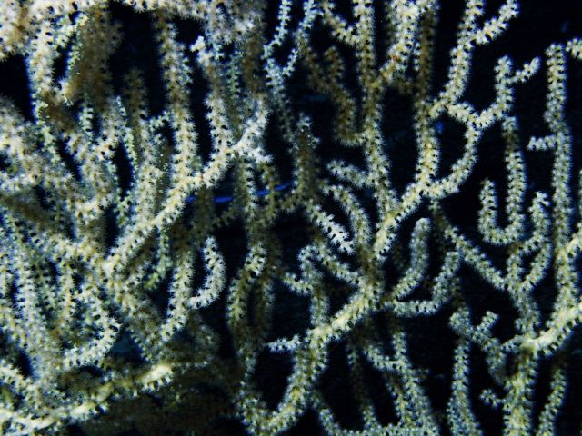 Closeup view of the white bamboo coral (Keratoisis flexibilis) showing the coral 's extended feeding polyps Picture