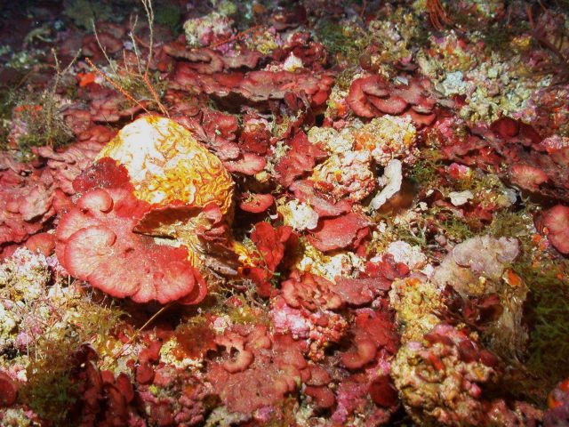 At 66 meters depth on McGrail Bank, this field of red algal coralline nodules is covered with the red platelike alga Peyssonnelia inamoena and represe Picture