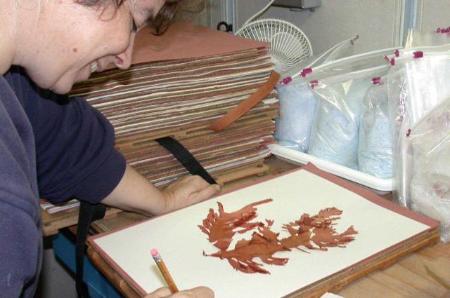 Seaweeds are pressed on herbarium sheets for further study and repository in botanical Herbaria Picture