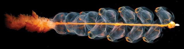 A magnificent siphonophore. Picture