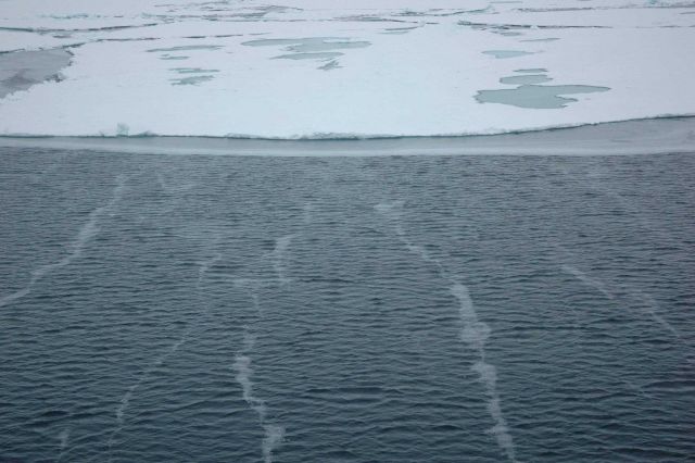 The fresh fallen snow accumulates in bands on the open water, while the blue and grey melt ponds and puddles cover parts of the ice floe in the backgr Picture